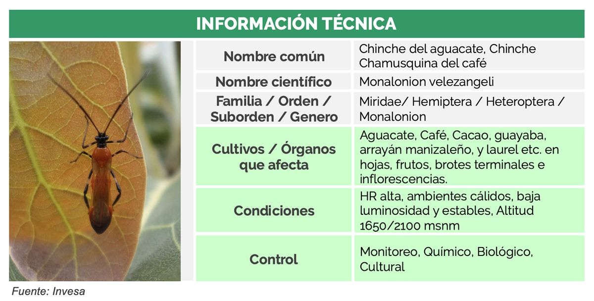 Información técnica Chinche del aguacate