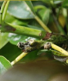 Daños chinche del aguacate en tallos