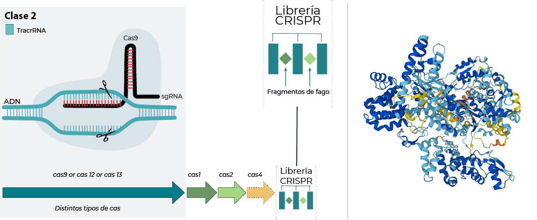 CRISPR1