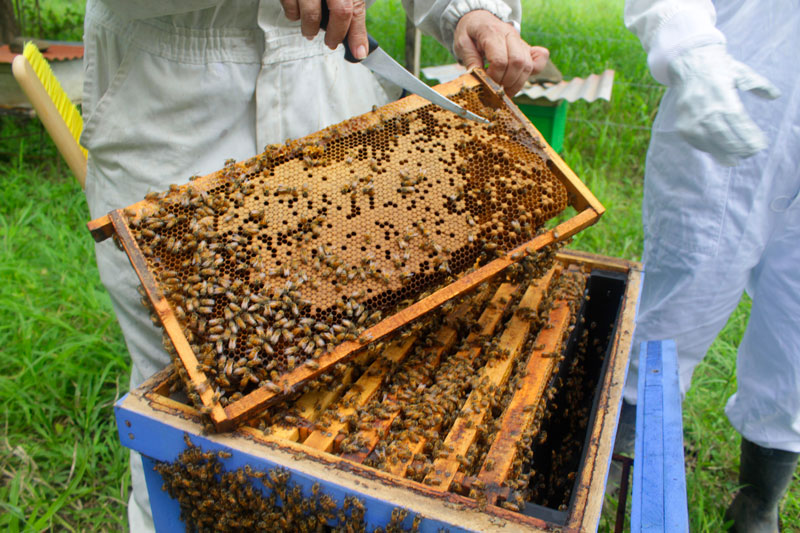 abejas panel abejas