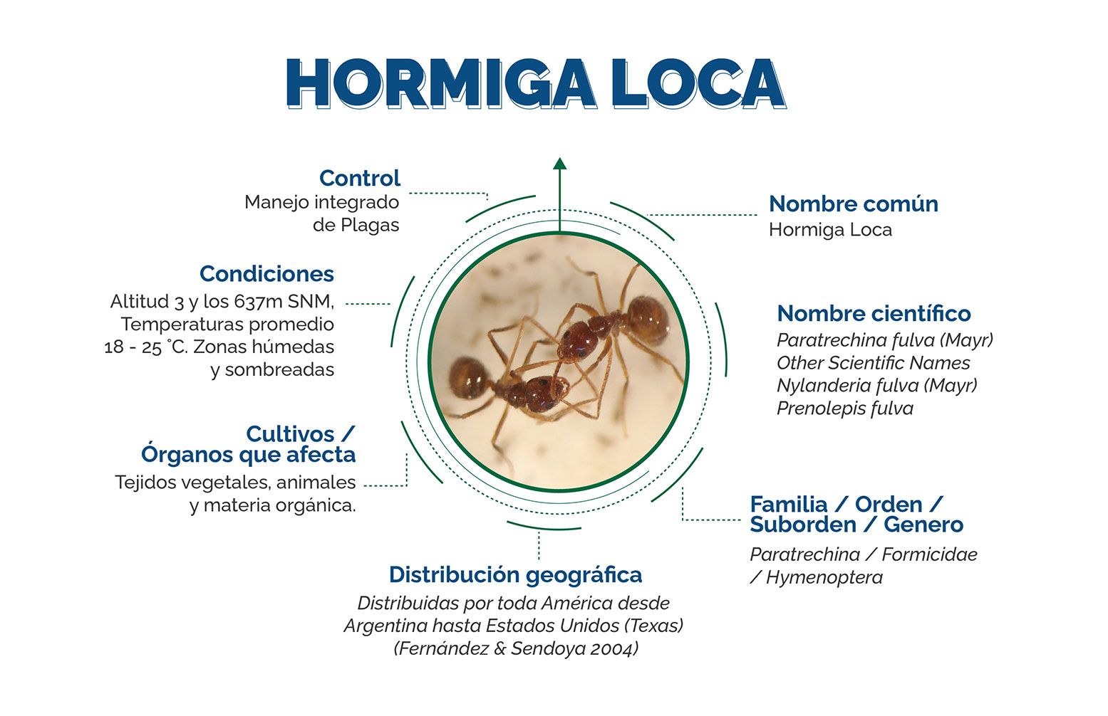 Infografía Hormiga loca