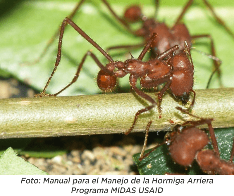 Hormiga Arriera en tallos