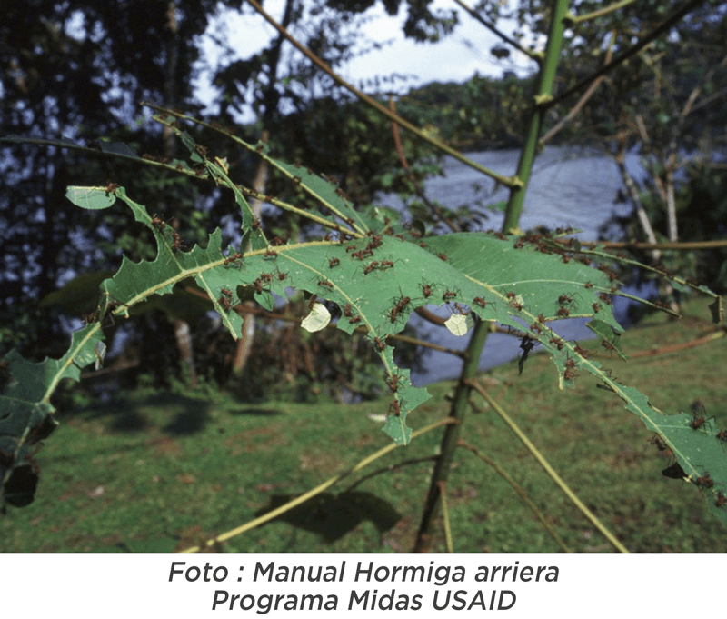 Hormiga Arriera daño en hojas