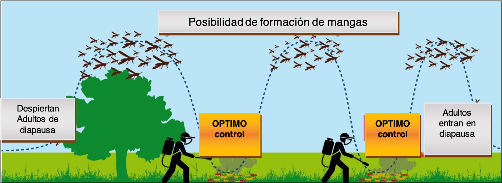 Control plaga langosta voladora - senasa