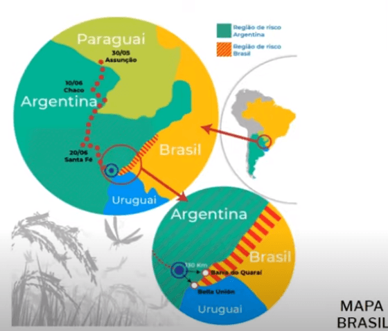 Mapa Brasil Plaga Langosta Voladora