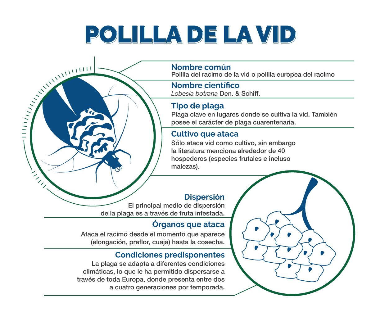 infografía Polilla de la Vid