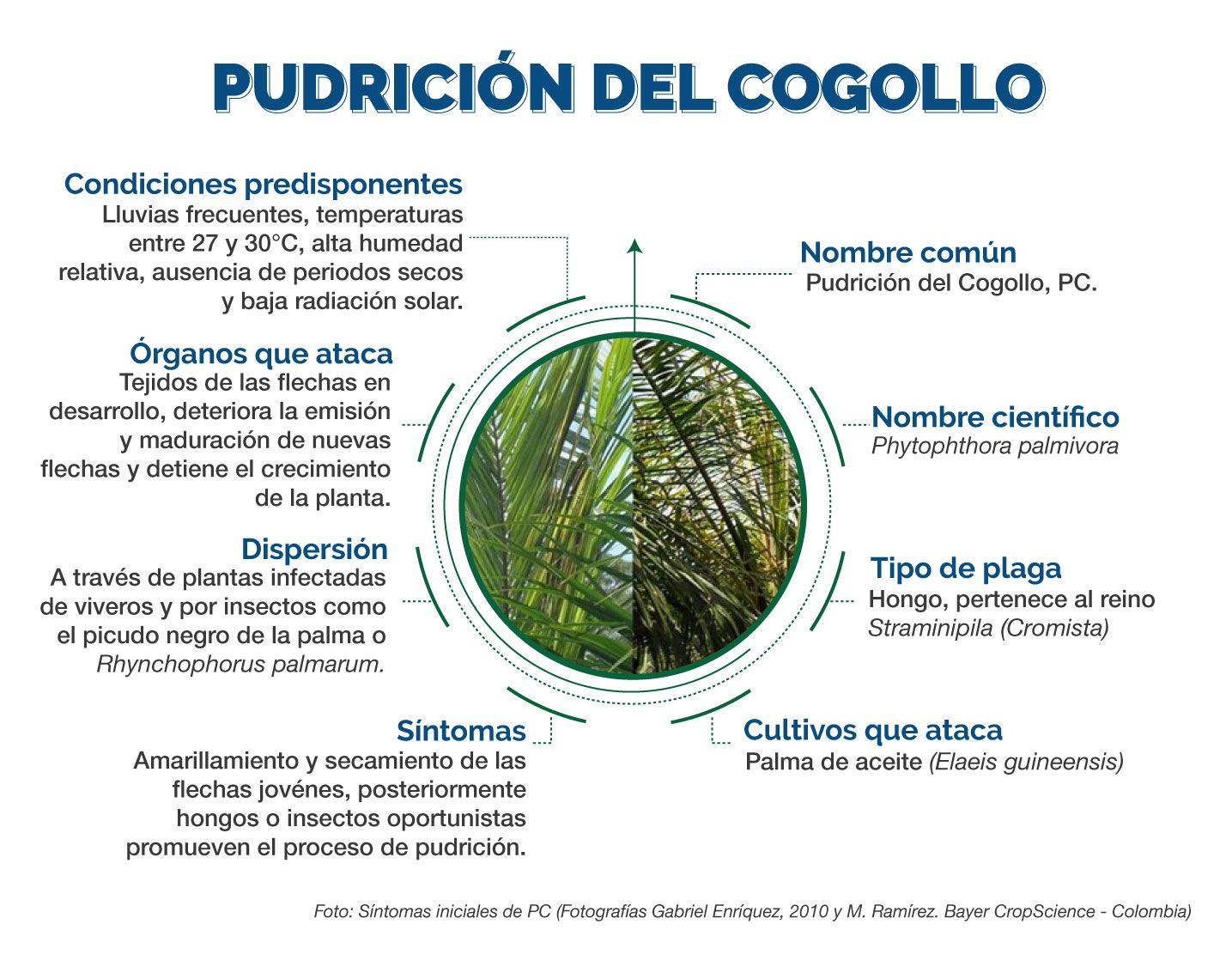 Información Técnica Pudrición del Cogollo