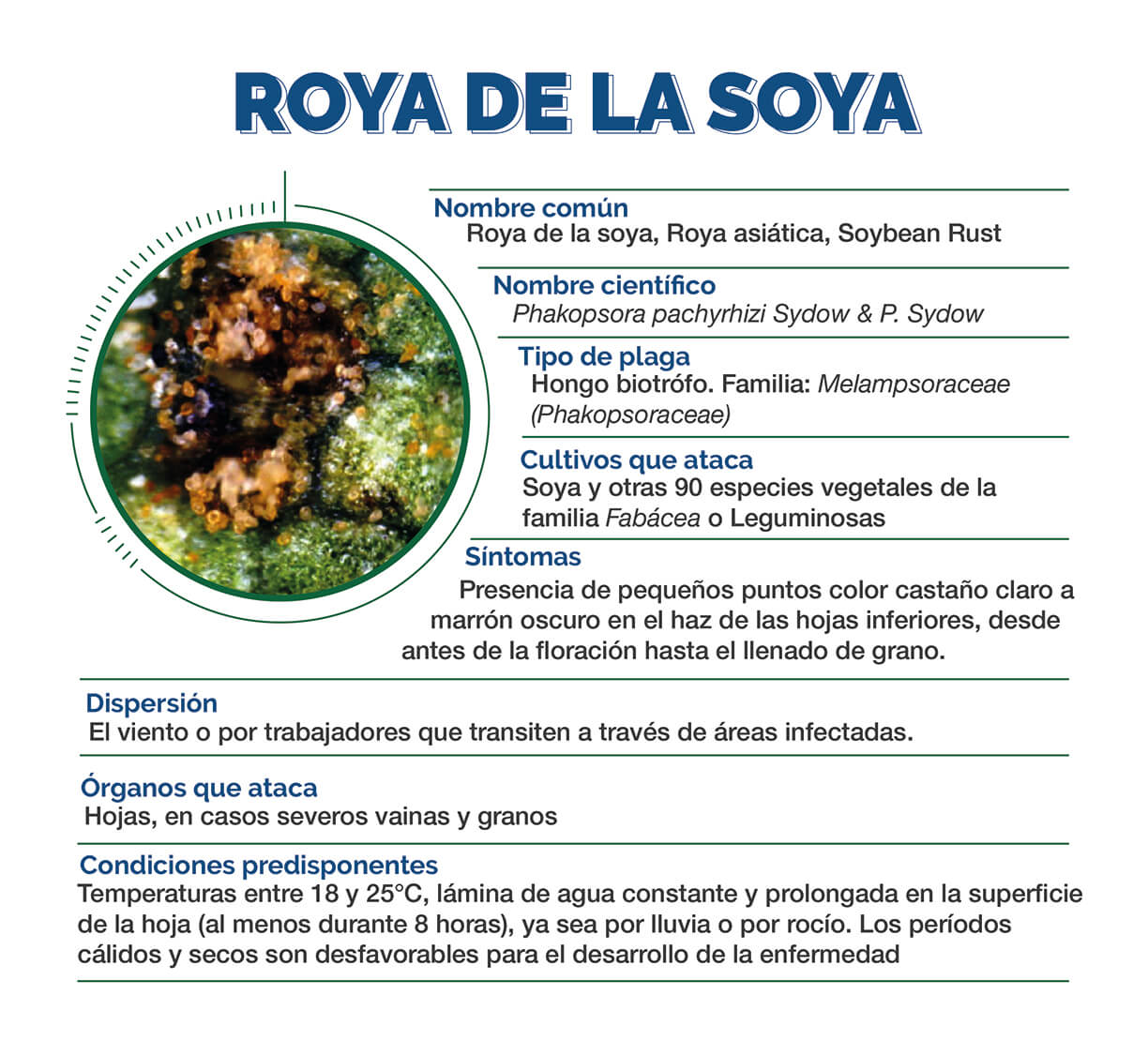 Información Técnica Roya de la Soya