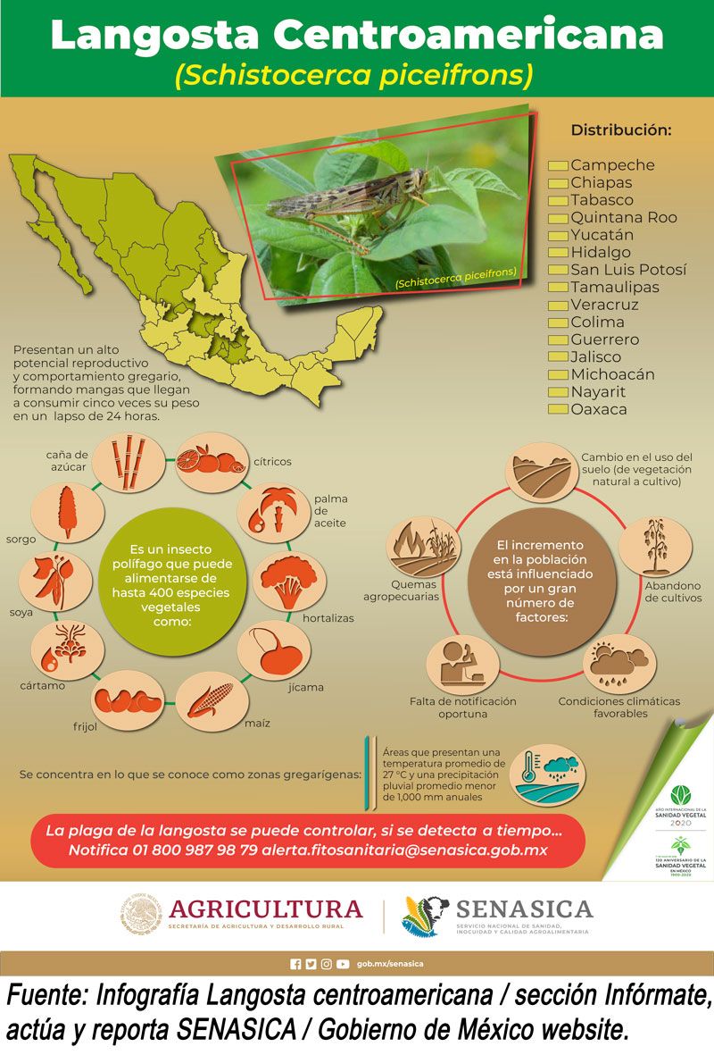 Langosta Centroamericana Senasica México