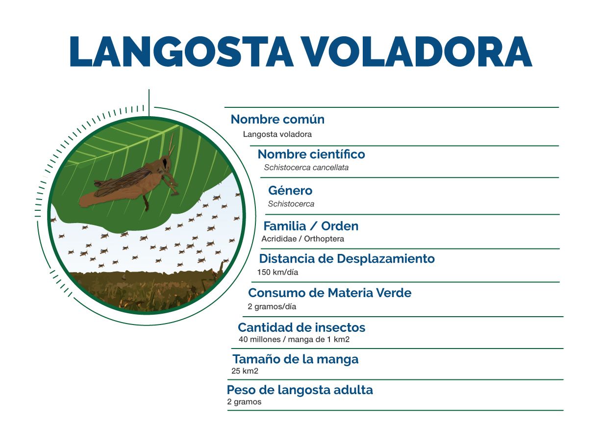 Langosta voladora mangas