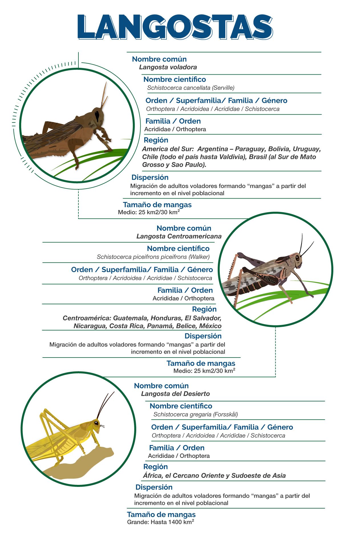 Infografía Langostas Voladora