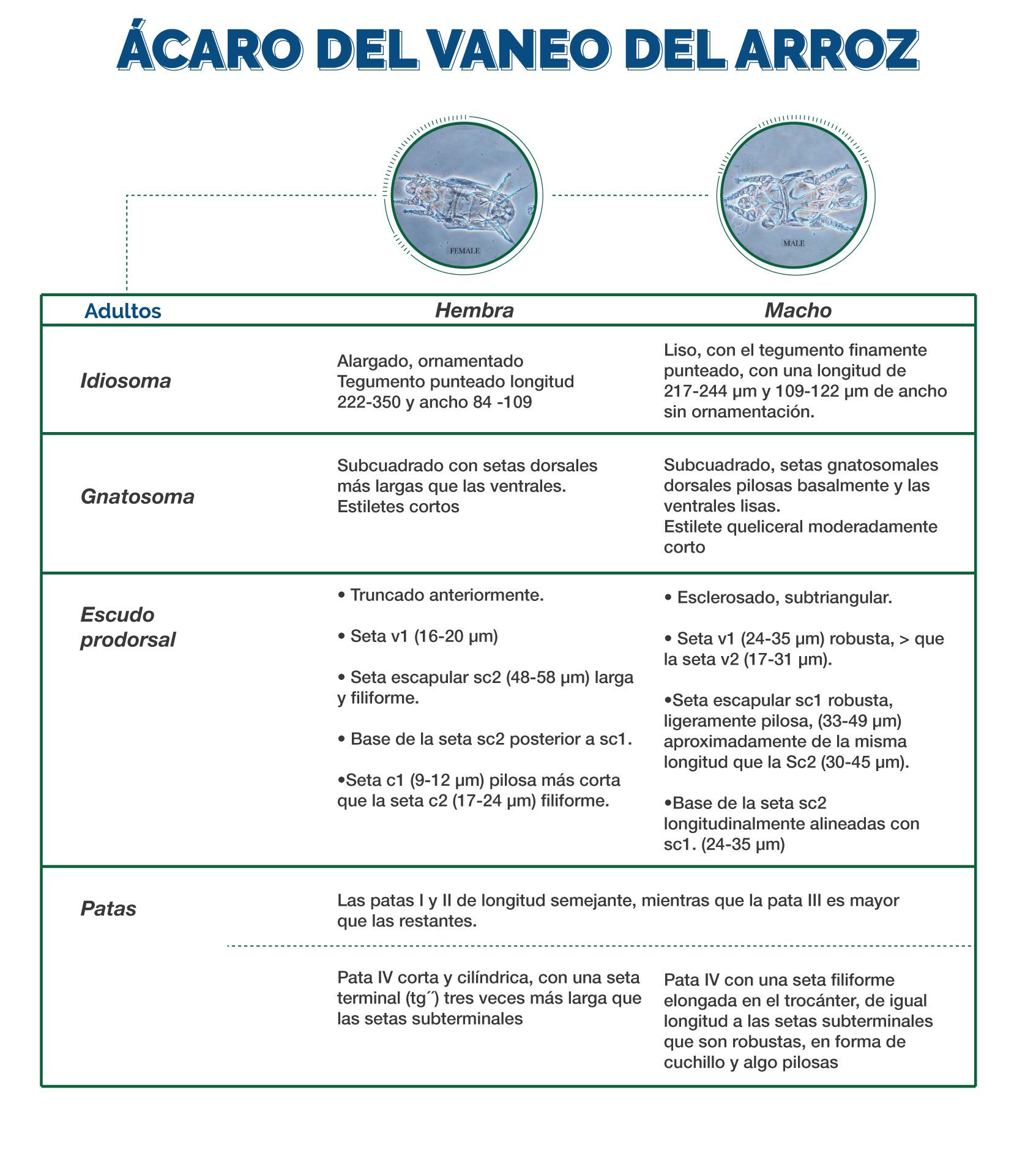 Comparación Hembra Macho ácaro Arroz