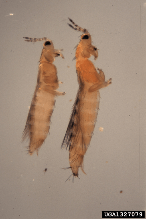 Diferencias entre Thrips tabaci  y Frankliniella 