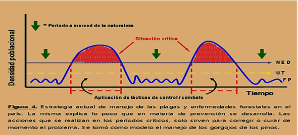 Cómo se trata la problemática por gorgojo de los pinos