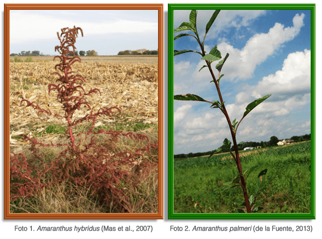 Tipos de Amaranthus