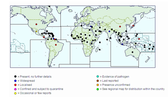 Mapa de distribución de la cochinilla rosada del hibisco