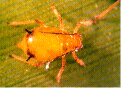 Pulgón de la avena