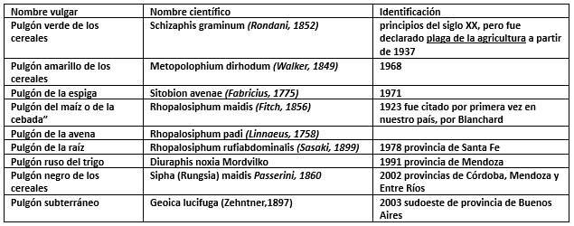 Cuadro resumen Pulgón de la Espiga