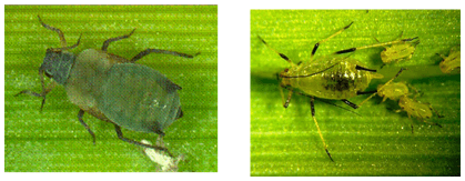 Características morfológicas del Pulgón de la espiga