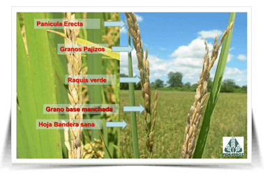 Sintomas de la Enfermedad Añublo Bacterial del Arroz