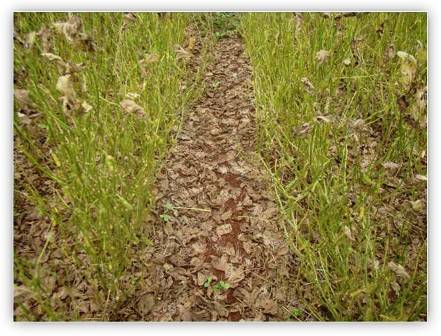 Defoliación en Soya Causada  por Roya Asiática