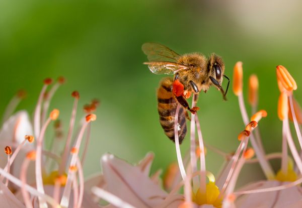 Numero de abejas aumentan