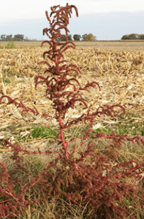 Amaranthus