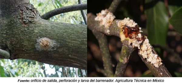 Barrenador en troncos de aguacate