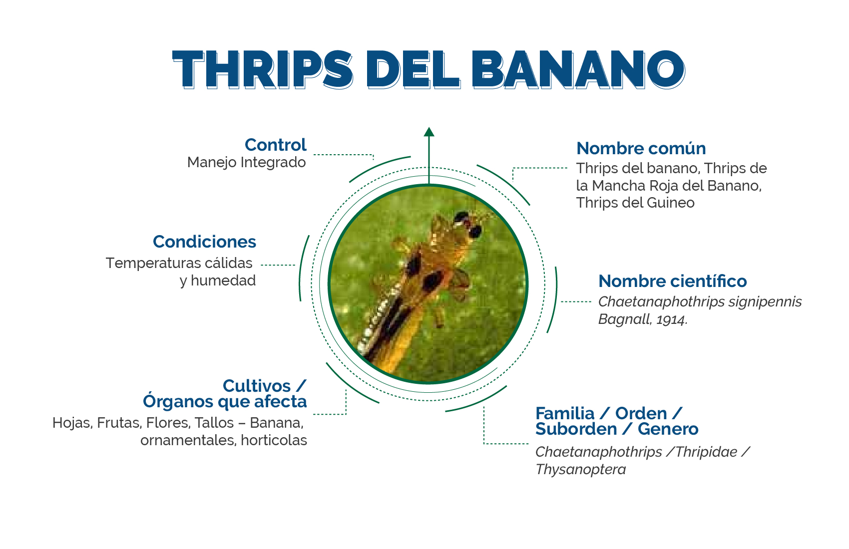 Infografía  Thrips del banano