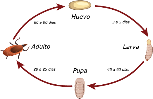 Morfología barrenador