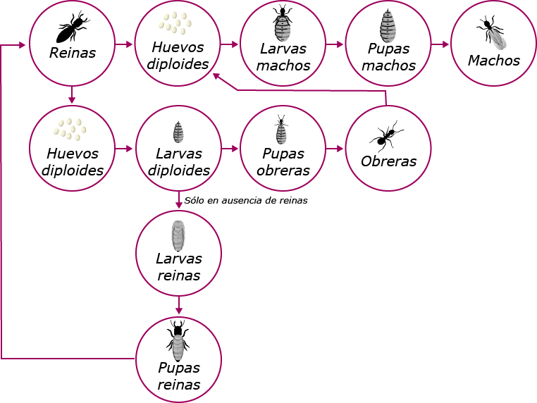 ciclo hormiga loca