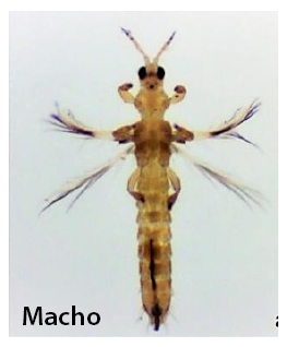 Thrips del banano macho