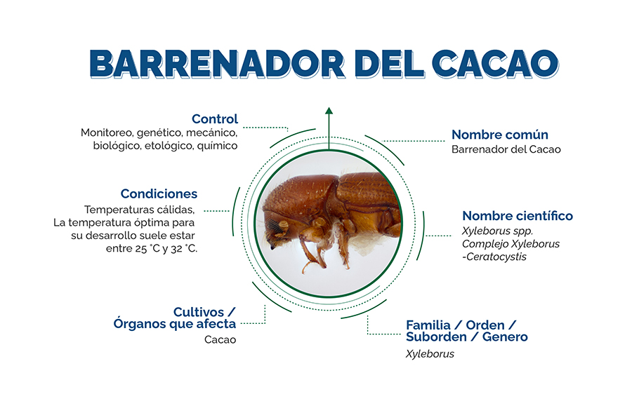 inofgrafia Barrenador del Cacao