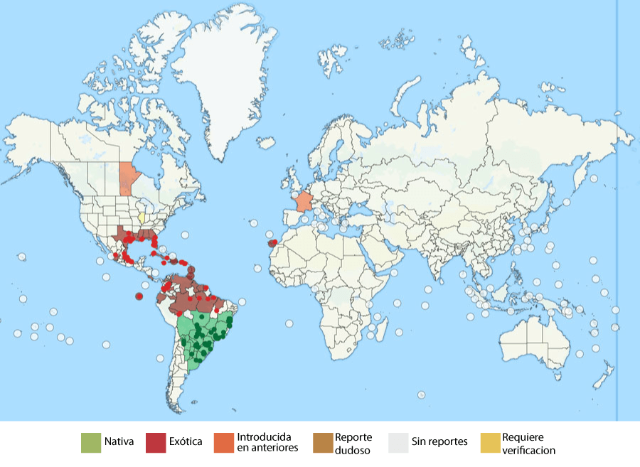 mapa hormiga loca