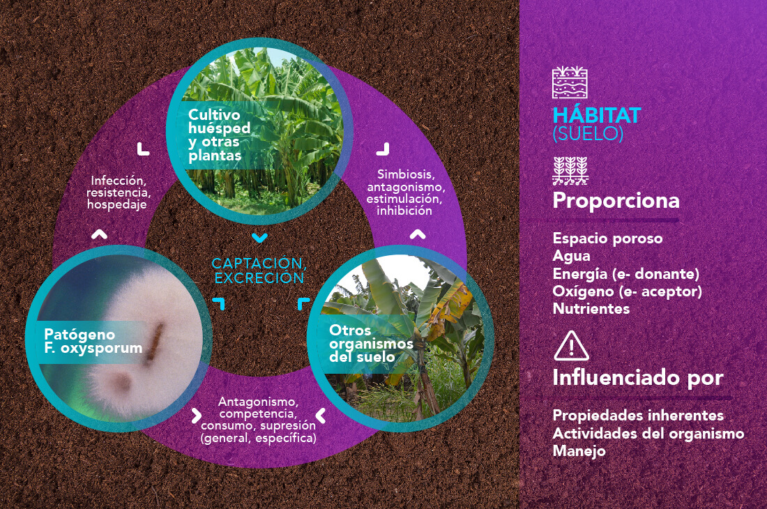 Habitat Mal de Panamá Fusarium RT4