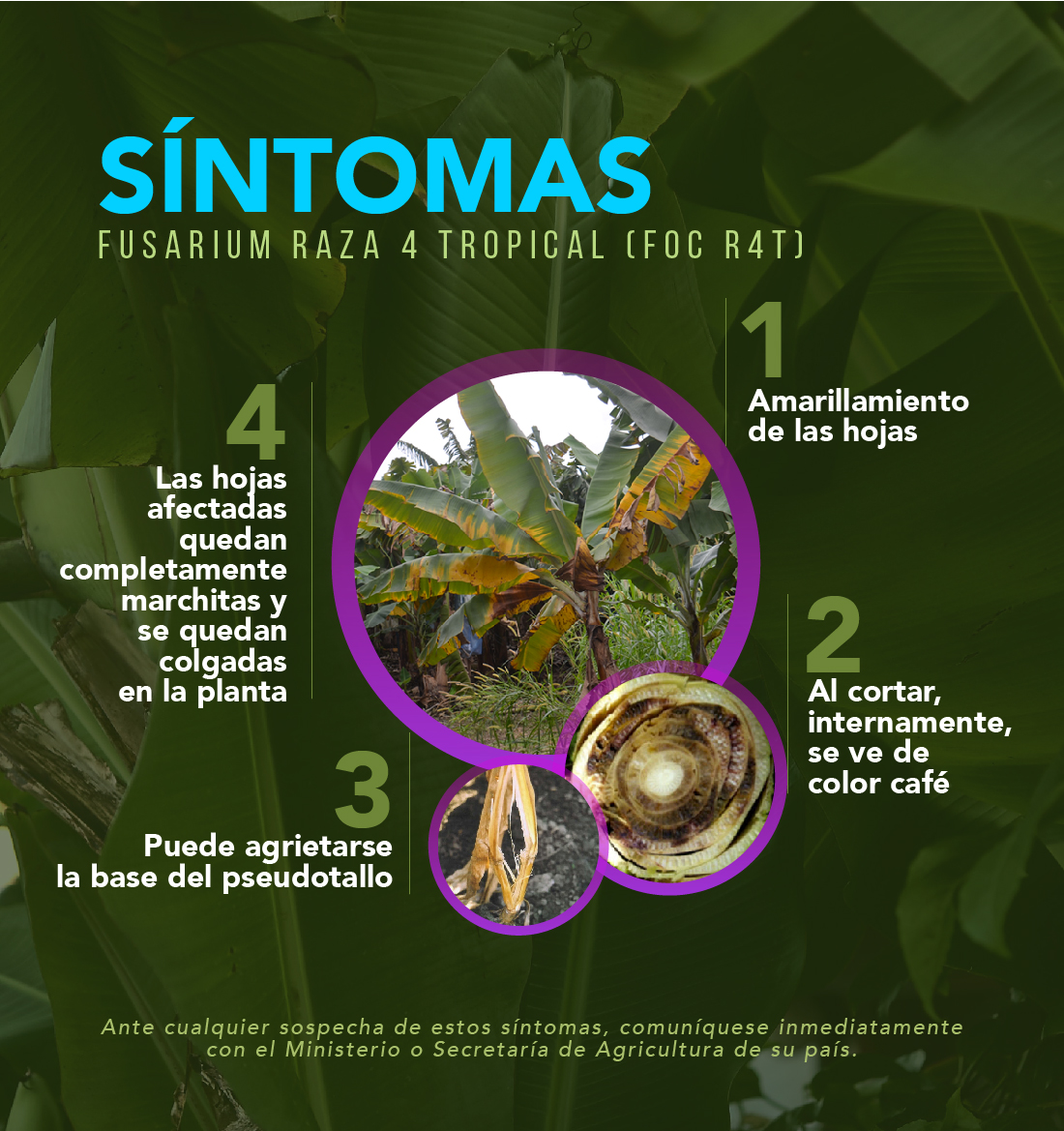 Síntomas Fusarium RT4